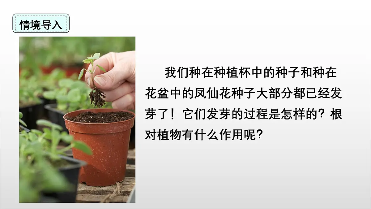 1.3《种子长出了根》课件 教科版科学四年级下册第2页