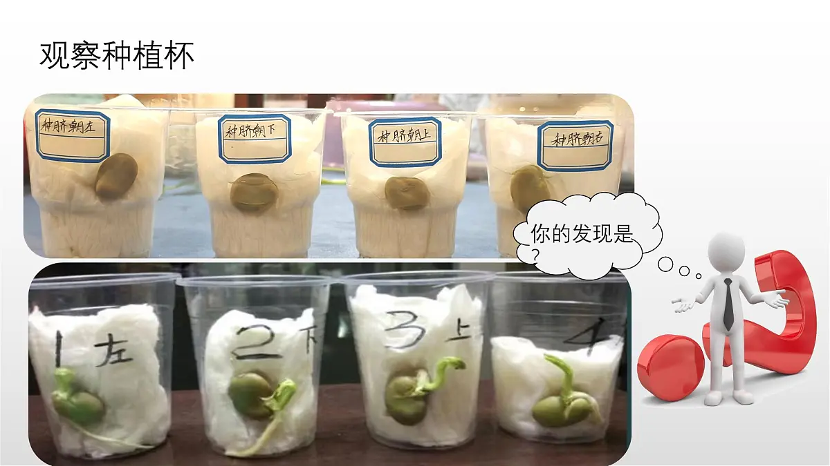 1.3《种子长出了根》课件 教科版科学四年级下册第4页