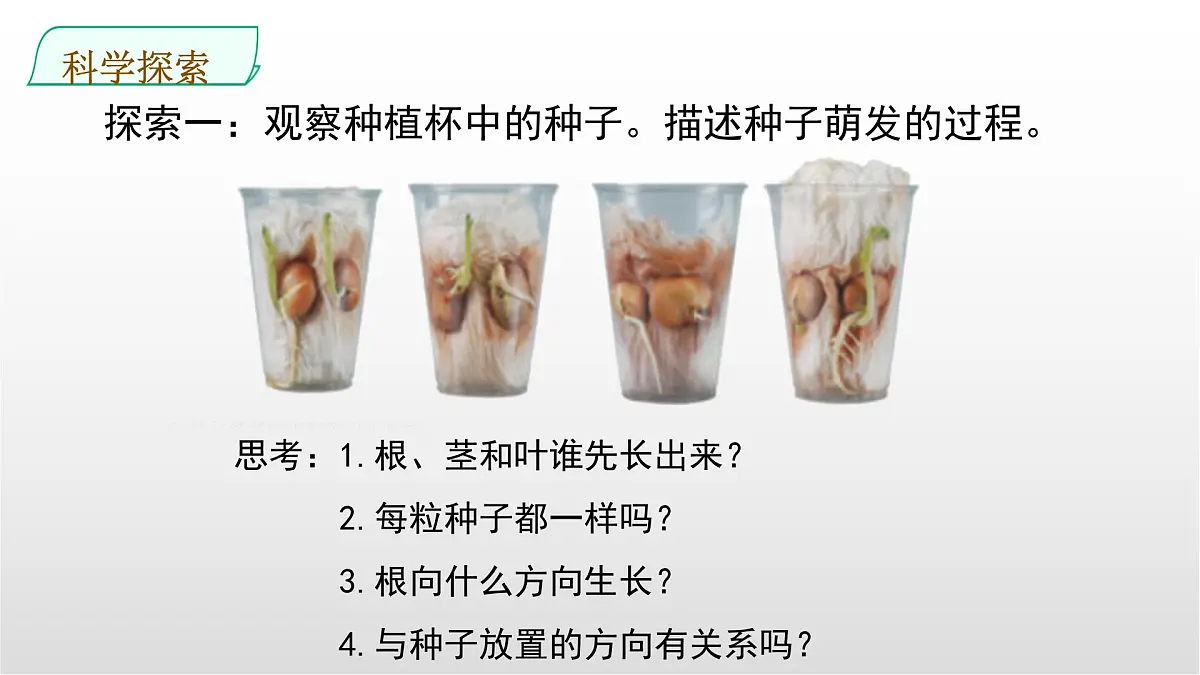 1.3《种子长出了根》课件 教科版科学四年级下册第5页