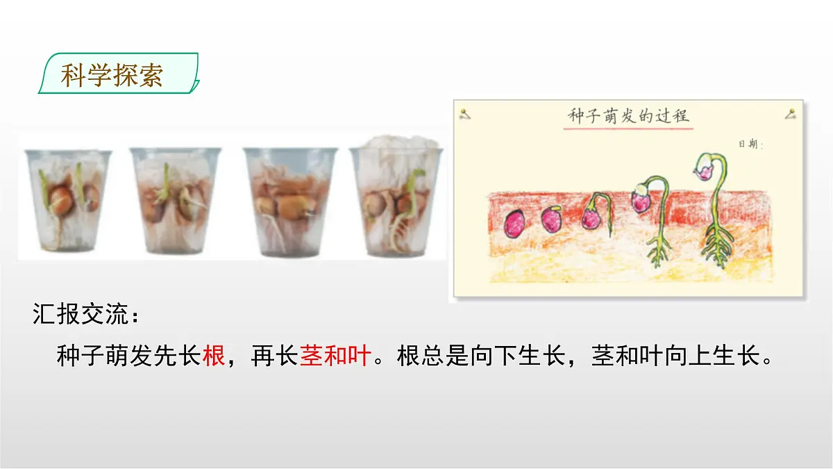 1.3《种子长出了根》课件 教科版科学四年级下册第7页