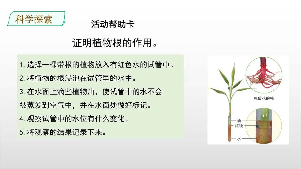 1.3《种子长出了根》课件 教科版科学四年级下册第8页