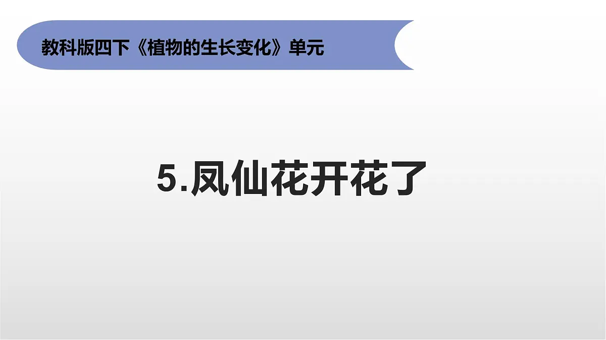 1.5《凤仙花开花了》课件 教科版科学四年级下册第1页