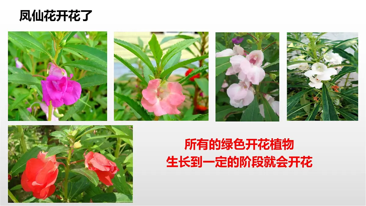 1.5《凤仙花开花了》课件 教科版科学四年级下册第2页