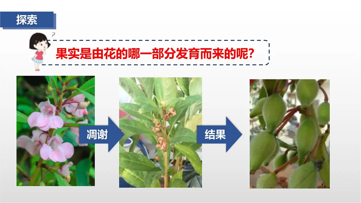 1.5《凤仙花开花了》课件 教科版科学四年级下册第3页