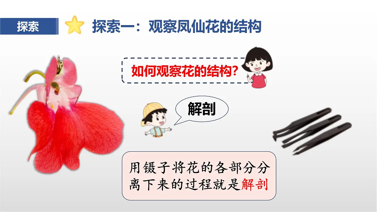 1.5《凤仙花开花了》课件 教科版科学四年级下册第4页