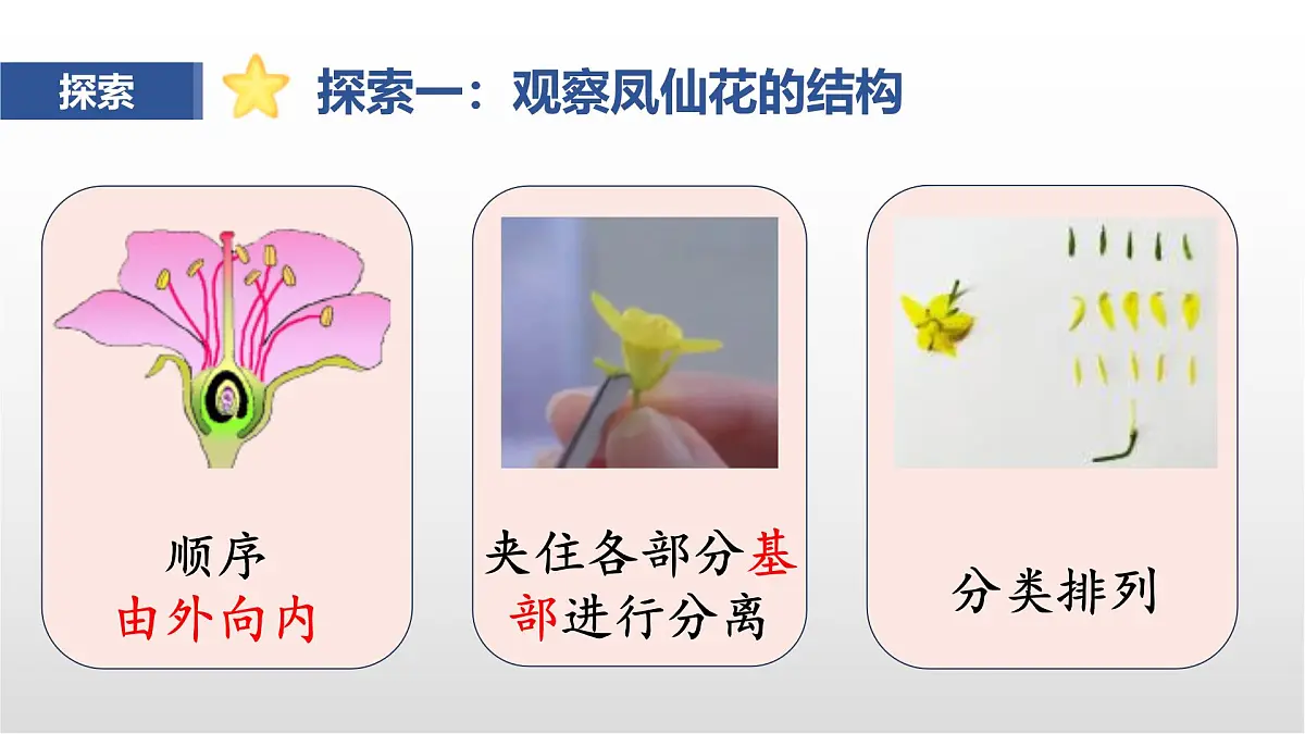 1.5《凤仙花开花了》课件 教科版科学四年级下册第5页