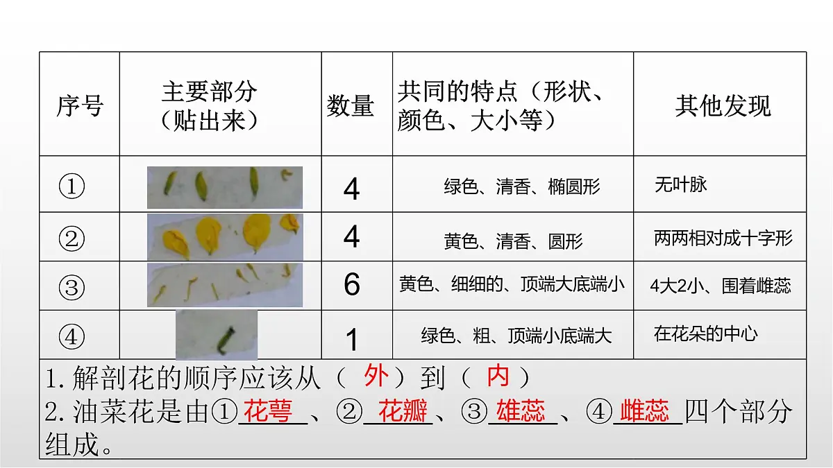 1.5《凤仙花开花了》课件 教科版科学四年级下册第7页