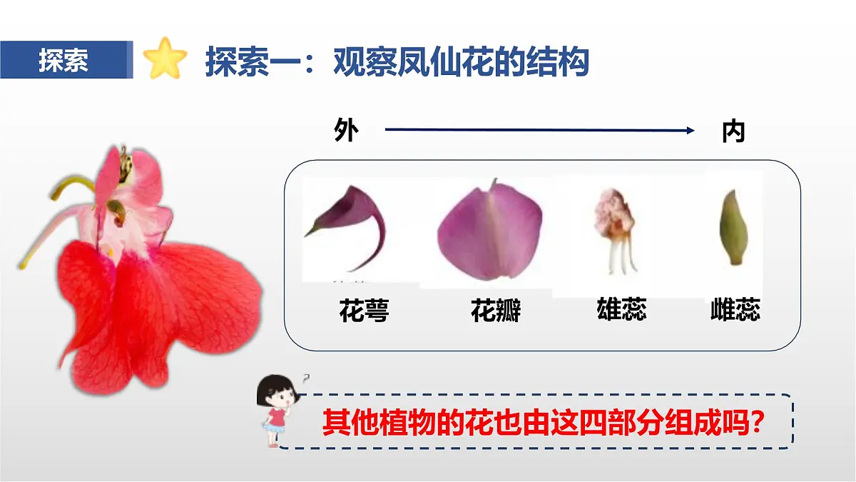 1.5《凤仙花开花了》课件 教科版科学四年级下册第8页