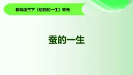 6.《蠶的一生》課件 教科版科學(xué)三年級(jí)下冊(cè)