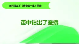 2.5《蠶中鉆出了蠶蛾》課件 教科版科學(xué)三年級(jí)下冊(cè)