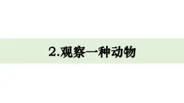 2.《觀察一種動(dòng)物》課件 教科版科學(xué)一年級(jí)下冊(cè)