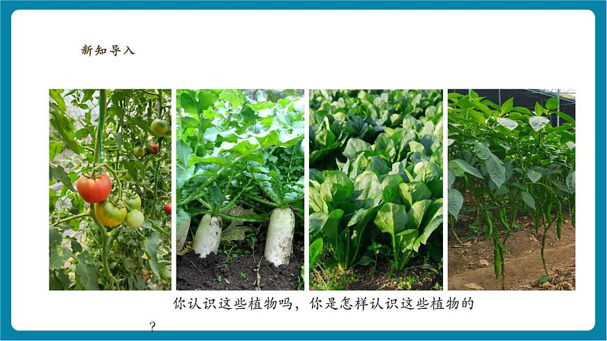 【大單元教學(xué)】3.2《常見植物的特征》課時課件第4頁
