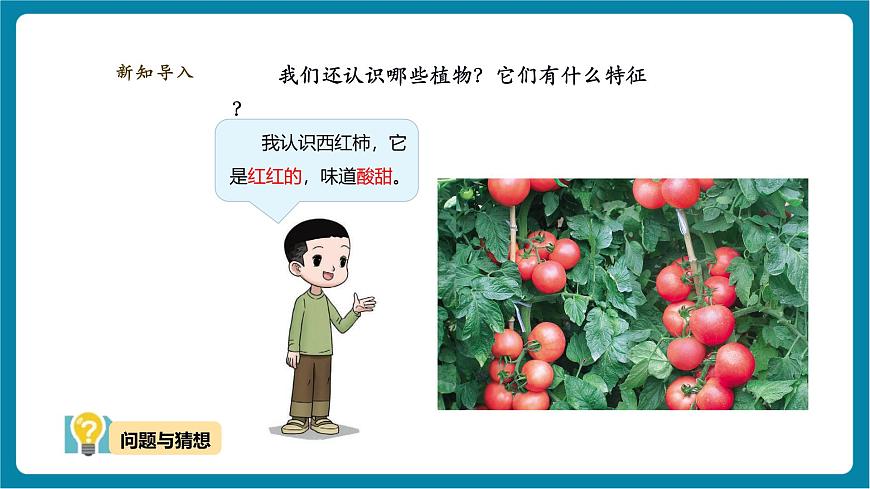 【大單元教學(xué)】3.2《常見植物的特征》課時課件第5頁