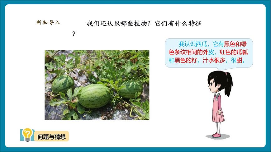 【大單元教學(xué)】3.2《常見植物的特征》課時課件第6頁