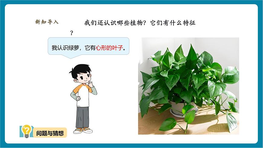【大單元教學(xué)】3.2《常見植物的特征》課時課件第7頁
