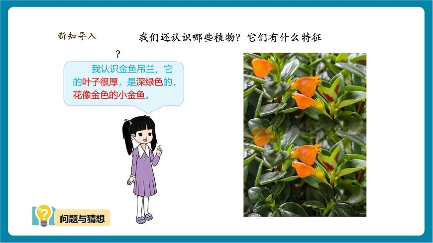 【大單元教學(xué)】3.2《常見植物的特征》課時課件第8頁