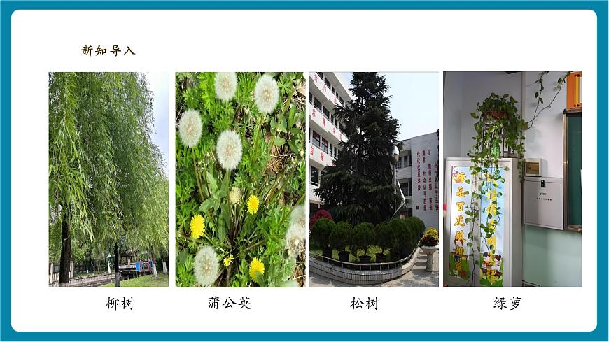 【大單元教學】3.3《識別植物》課時課件第3頁