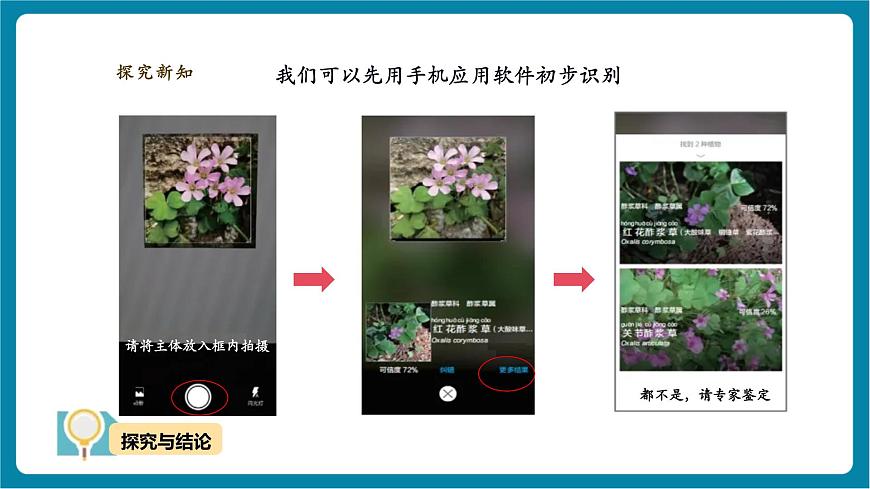 【大單元教學】3.3《識別植物》課時課件第7頁