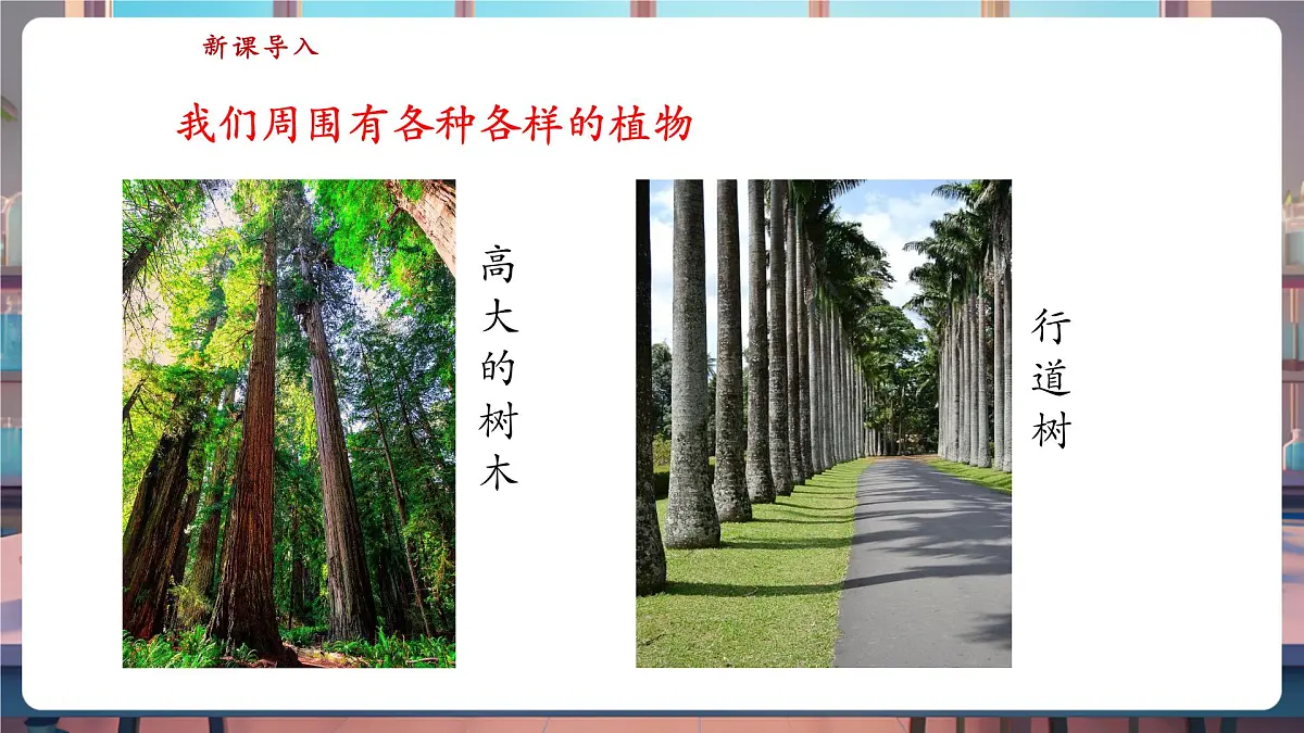 【核心素养】苏教版(新教材)科学一下4.11《多姿多彩的植物》课件(16张PPT)第3页