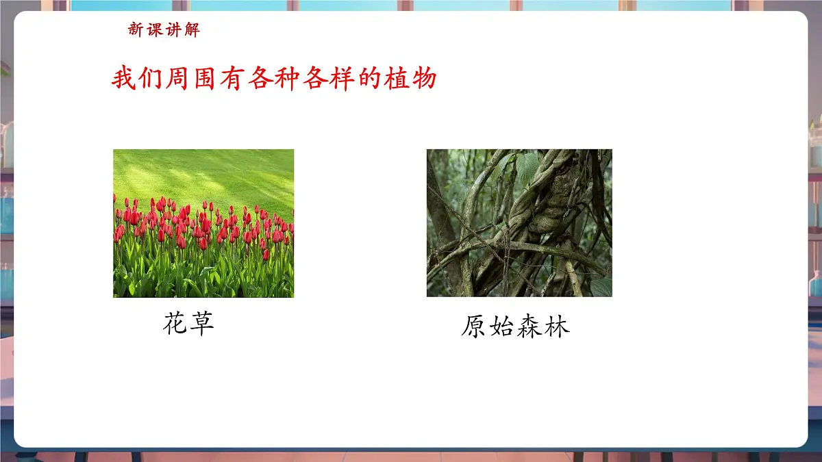 【核心素养】苏教版(新教材)科学一下4.11《多姿多彩的植物》课件(16张PPT)第4页