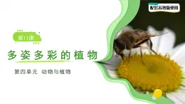 第11課 多姿多彩的植物 課件 小學(xué)科學(xué)蘇教版（2024）一年級(jí)下冊(cè)第四單元