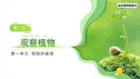 小学科学教科版（2024）一年级上册（2024）观察植物备课ppt课件