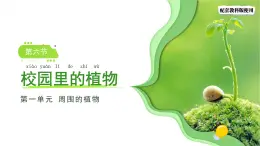 1.6 校園里的植物 課件 科學(xué)教科版（2024）一年級上冊第一單元