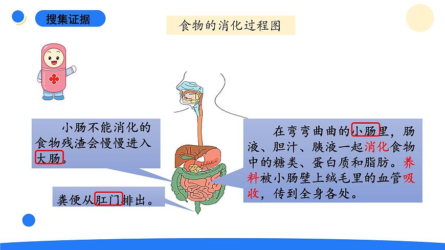2025年秋大象版四年級科學(xué)上冊 5.1一次神奇的旅行(課件)第7頁
