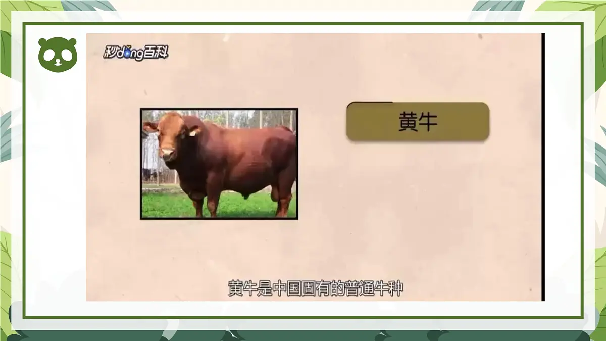 2025年秋大象版一年级科学上册 2 常见的动物(课件)第5页