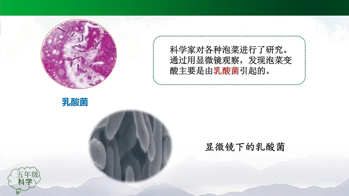 2025年秋人教鄂教版五年级科学上册 10.多种多样的微生物(课件)第8页