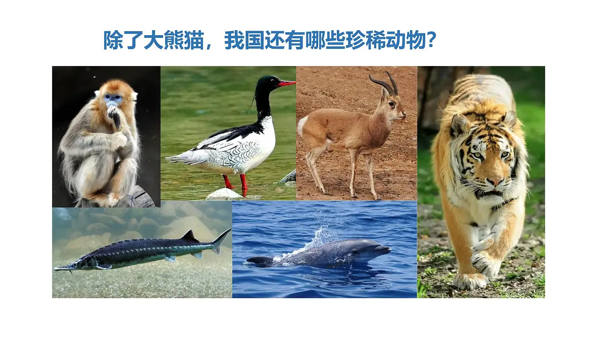 2025年秋人教鄂教版四年级科学上册 3.我国的珍稀动物(课件)第5页
