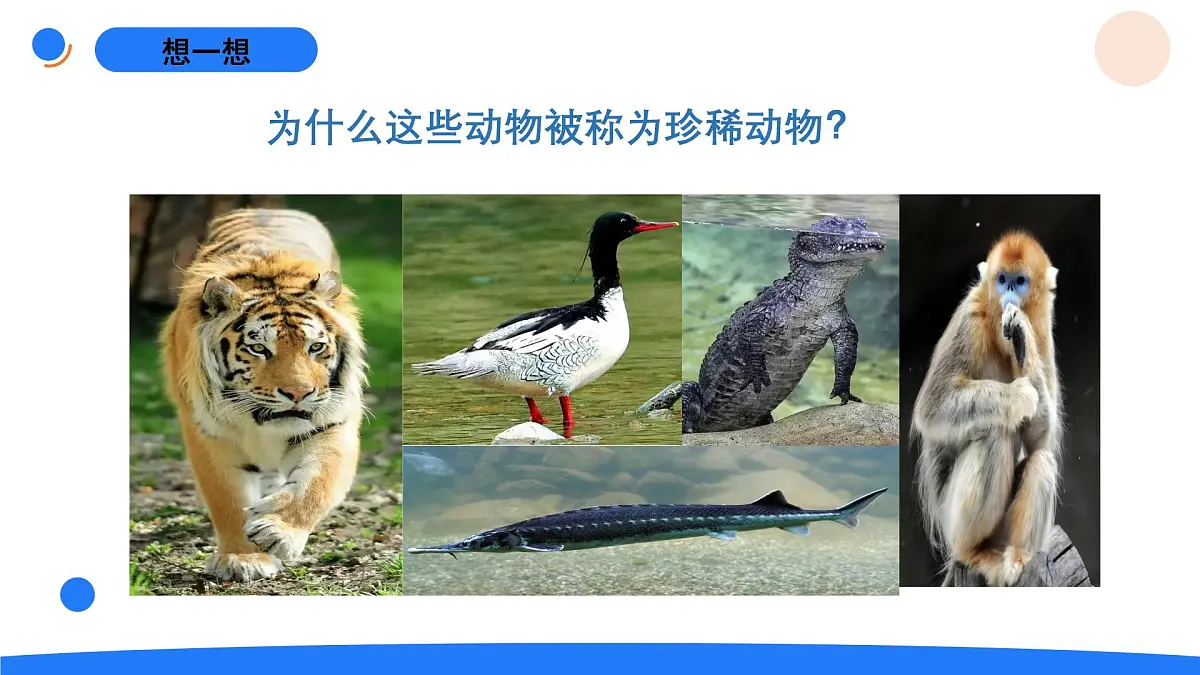 2025年秋人教鄂教版四年级科学上册 3.我国的珍稀动物(课件)第6页