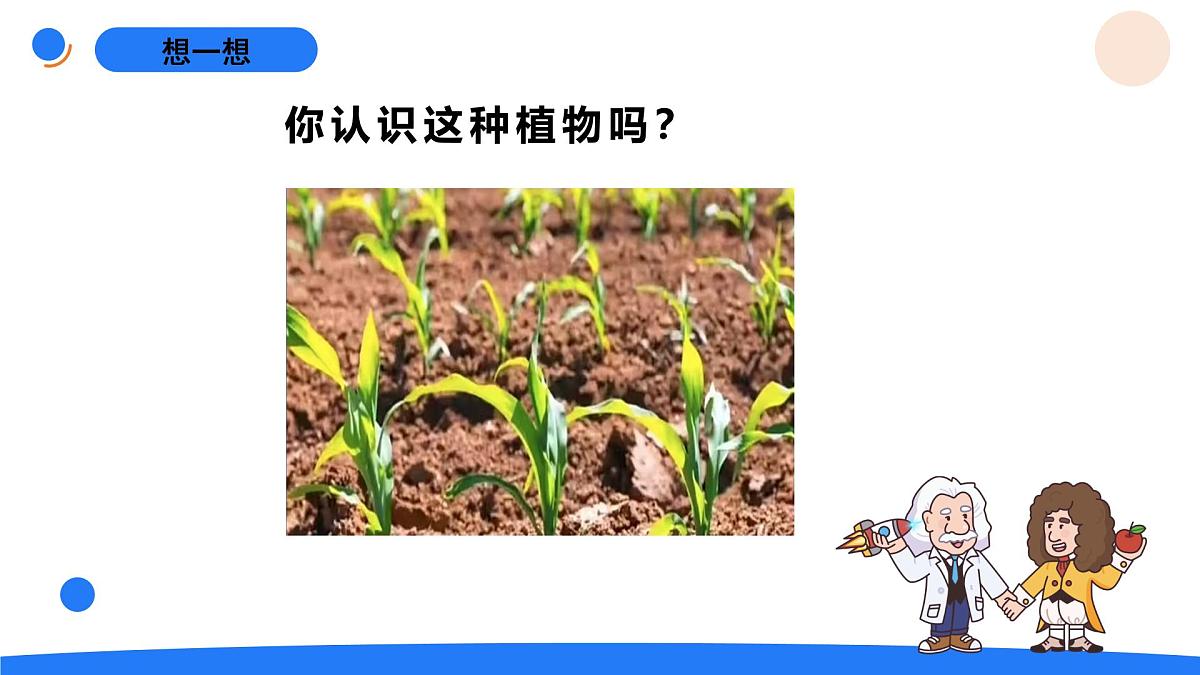 2025年秋人教鄂教版四年级科学上册 4.用种子繁殖(课件)第2页