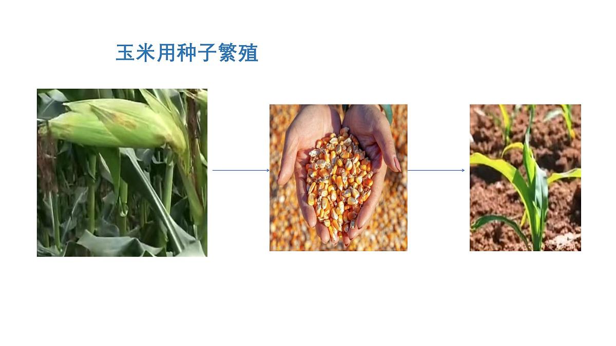 2025年秋人教鄂教版四年级科学上册 4.用种子繁殖(课件)第4页