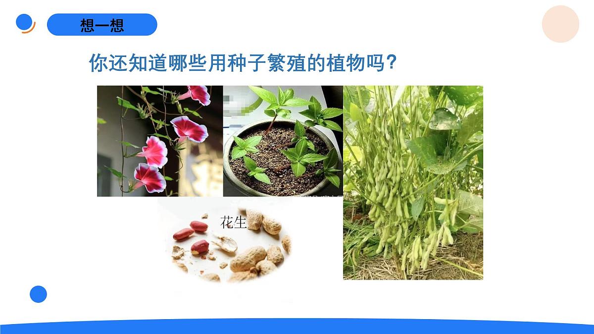 2025年秋人教鄂教版四年级科学上册 4.用种子繁殖(课件)第5页