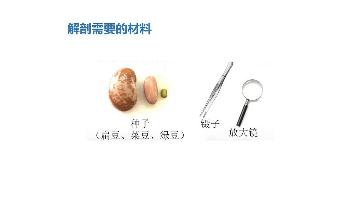 2025年秋人教鄂教版四年级科学上册 4.用种子繁殖(课件)第7页