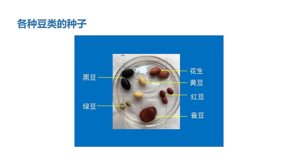2025年秋人教鄂教版四年级科学上册 4.用种子繁殖(课件)第8页