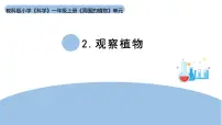 小学科学教科版(2024)一年级上册(2024)观察植物课文配套课件ppt