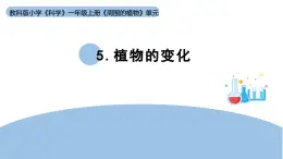 2025年秋教科版一年级科學上册1-5 《植物的变化》（課件）