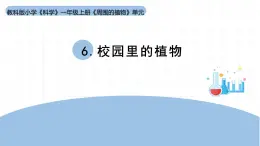 2025年秋教科版一年級科學(xué)上冊1-6《校園里的植物》（課件）