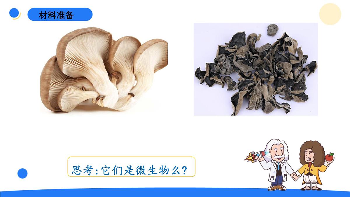 2025年秋青岛版六年级科学上册 5.《蘑菇与木耳》教学课件第2页