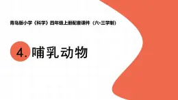 2025年秋青岛版四年级科学上册 4.《哺乳动物》教学课件