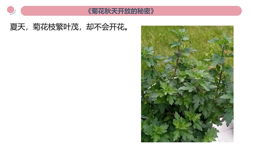 小學(xué)科學(xué)新教科版二年級上冊第二單元科學(xué)閱讀《地球家園》教學(xué)課件(2025秋新版)第2頁