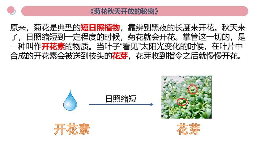 小學(xué)科學(xué)新教科版二年級上冊第二單元科學(xué)閱讀《地球家園》教學(xué)課件(2025秋新版)第4頁