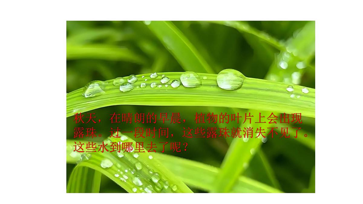 2.1.水到哪里去了(课件)2025-2026学年教科版三年级科学上册第2页