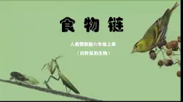 人教鄂教版小學科學六上《食物鏈》 課件