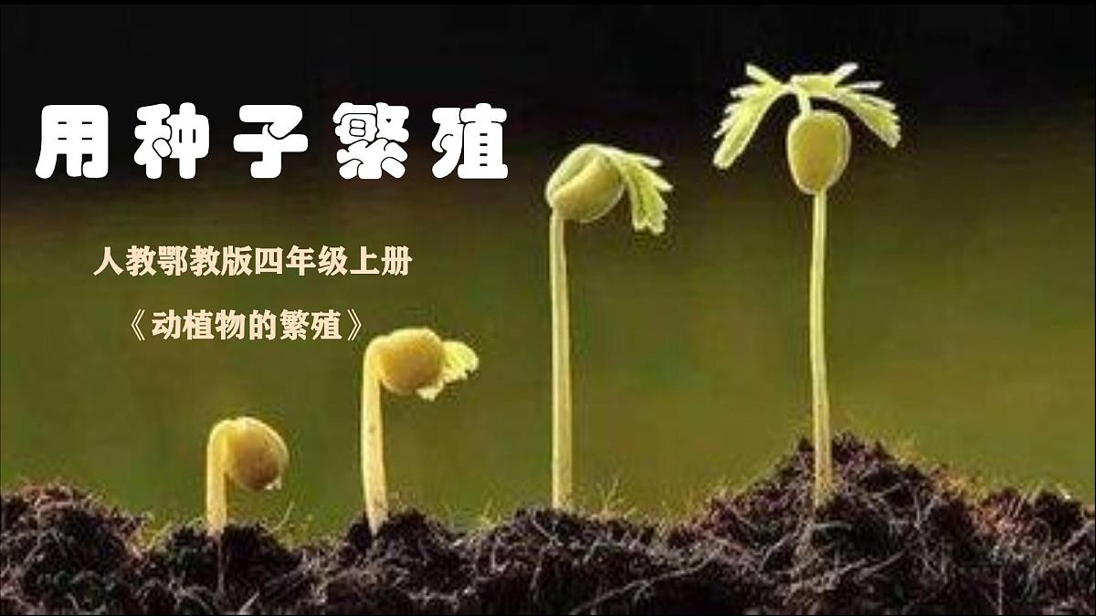 2.4《用种子繁殖》2025新做的课件第1页