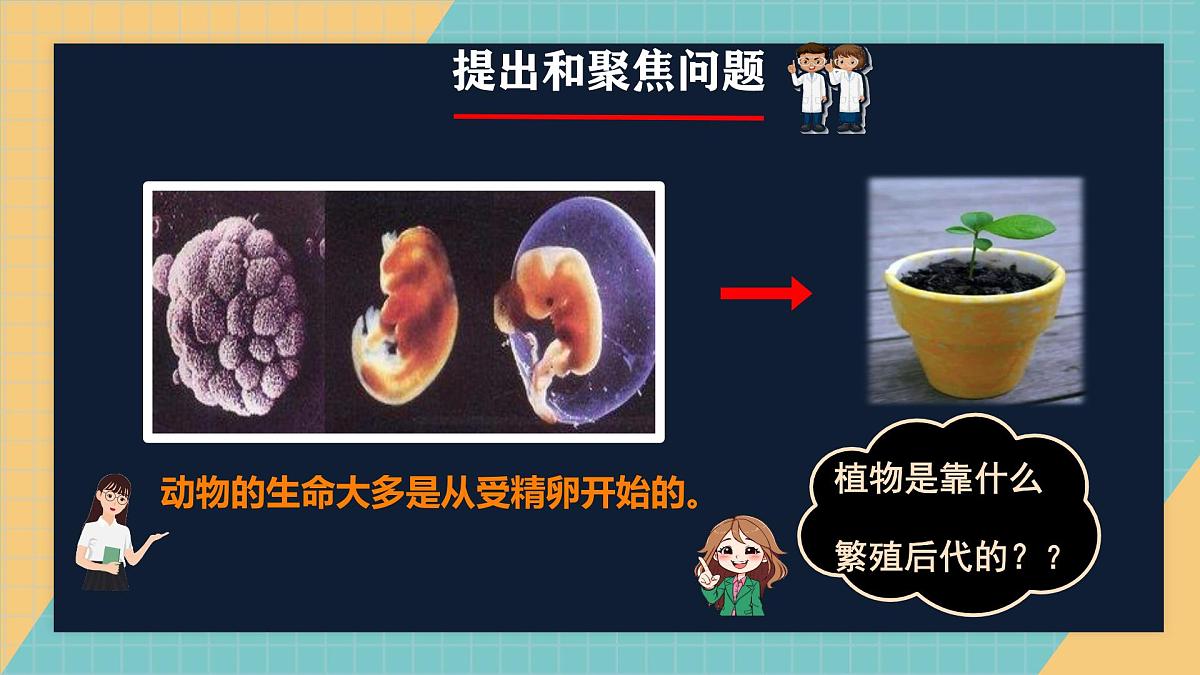 2.4《用种子繁殖》2025新做的课件第2页