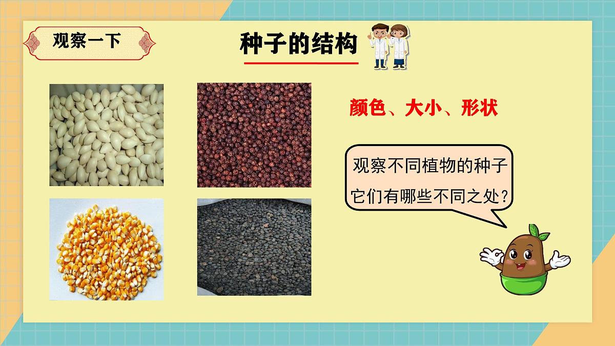 2.4《用种子繁殖》2025新做的课件第4页