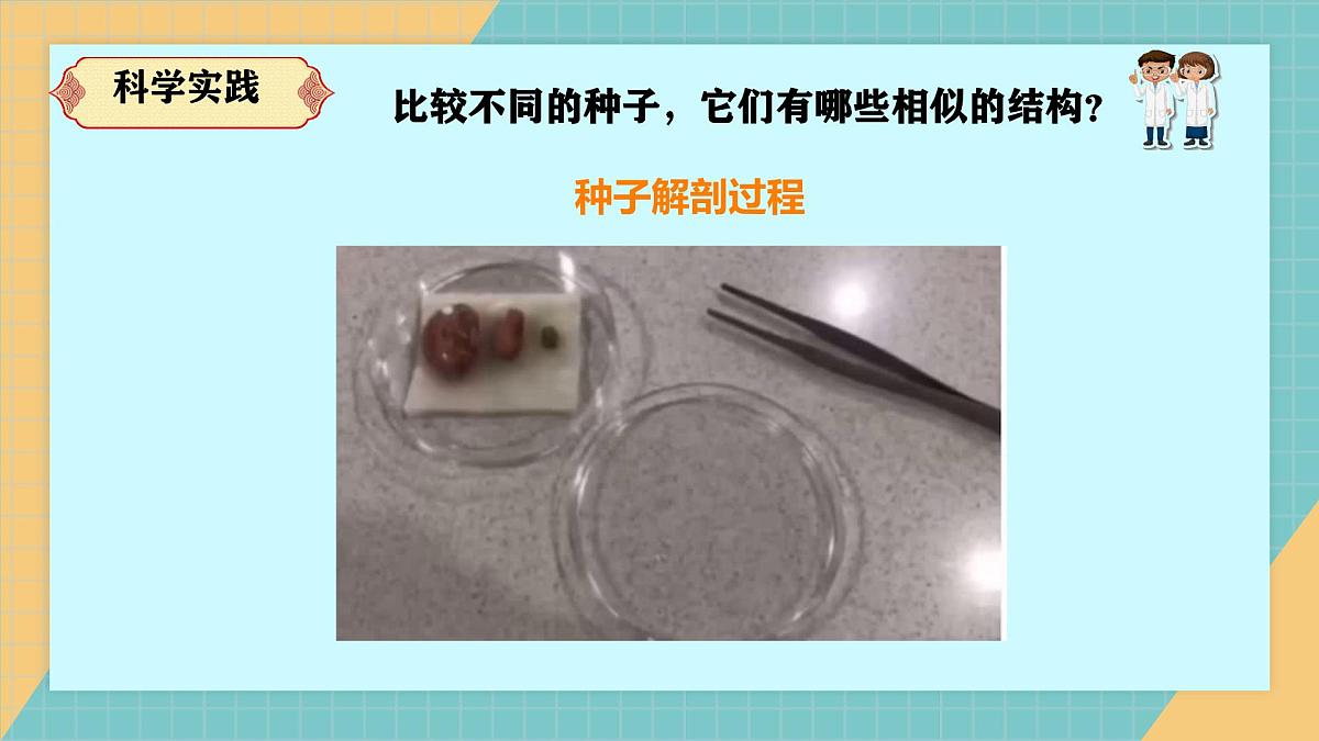 2.4《用种子繁殖》2025新做的课件第6页